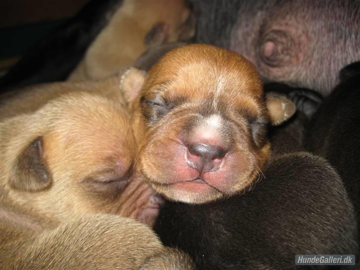 Amerikansk staffordshire terrier Candlelight - Hun er bare mega nuttet, min lille candellight..  billede 3