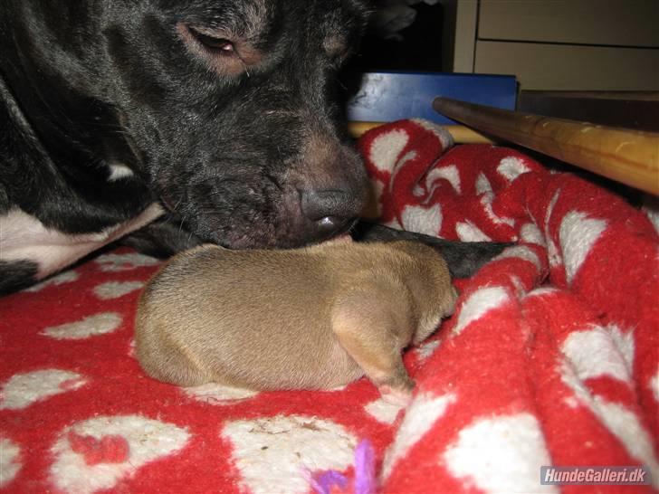 Amerikansk staffordshire terrier Candlelight billede 4