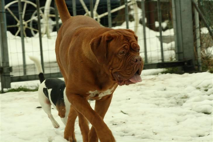 Dogue de bordeaux Anka (Himmelhund) billede 11