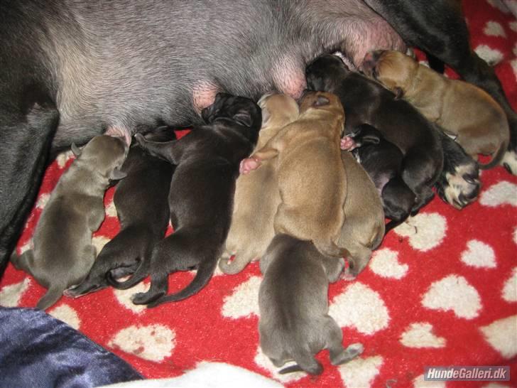 Amerikansk staffordshire terrier Candlelight billede 5