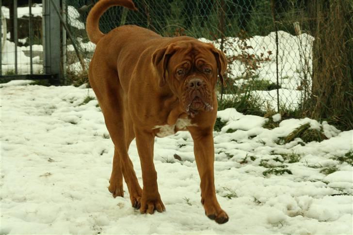 Dogue de bordeaux Anka (Himmelhund) billede 12