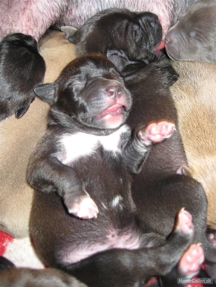 Amerikansk staffordshire terrier Candlelight - Candellights søster, som min veninde skal have. Det bliver så hyggeligt.  billede 7