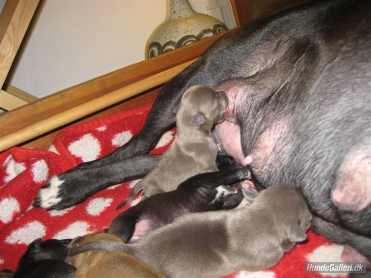 Amerikansk staffordshire terrier Candlelight billede 8