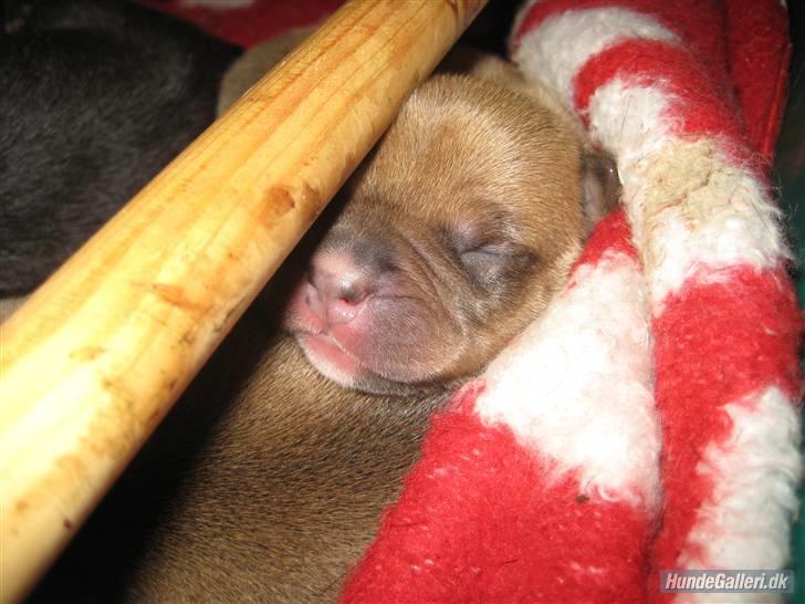 Amerikansk staffordshire terrier Candlelight billede 9