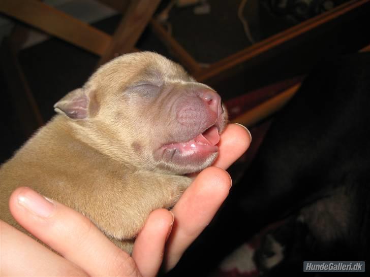 Amerikansk staffordshire terrier Candlelight billede 10