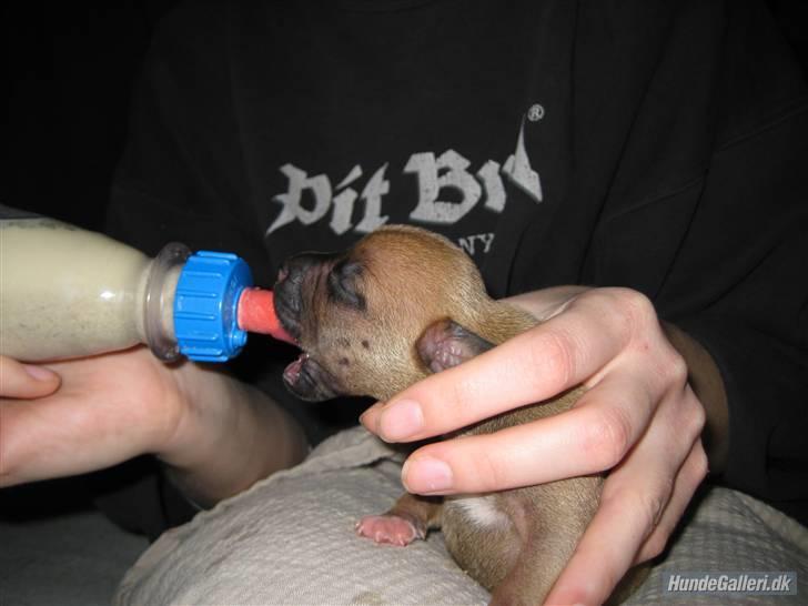 Amerikansk staffordshire terrier Candlelight billede 11