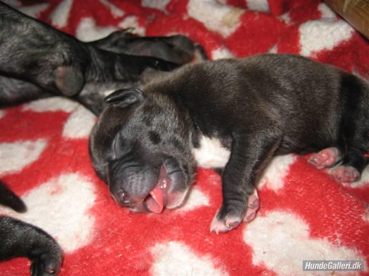 Amerikansk staffordshire terrier Fear Of The Dark  billede 2