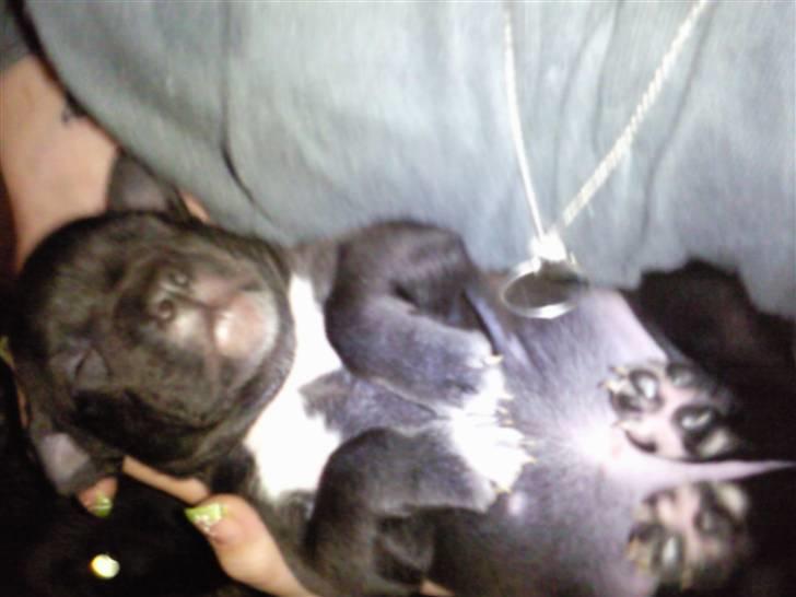 Amerikansk staffordshire terrier Fear Of The Dark  billede 3