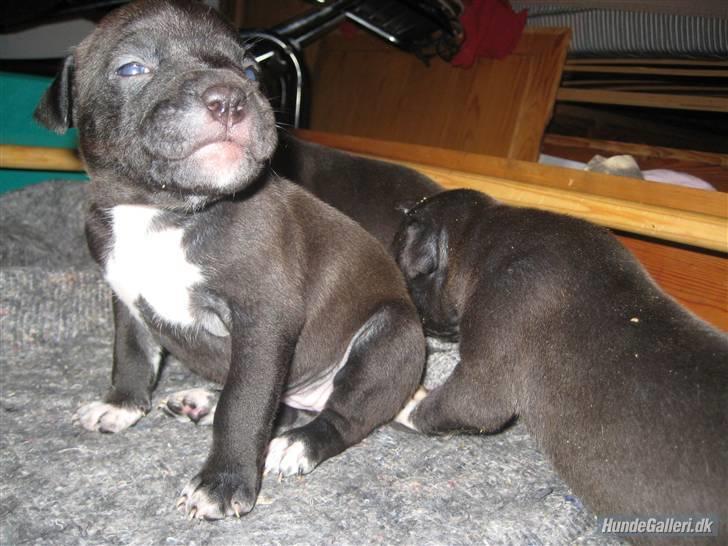 Amerikansk staffordshire terrier Fear Of The Dark  billede 4