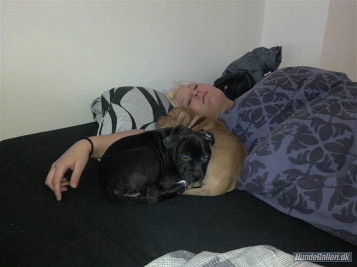 Amerikansk staffordshire terrier Fear Of The Dark  billede 5