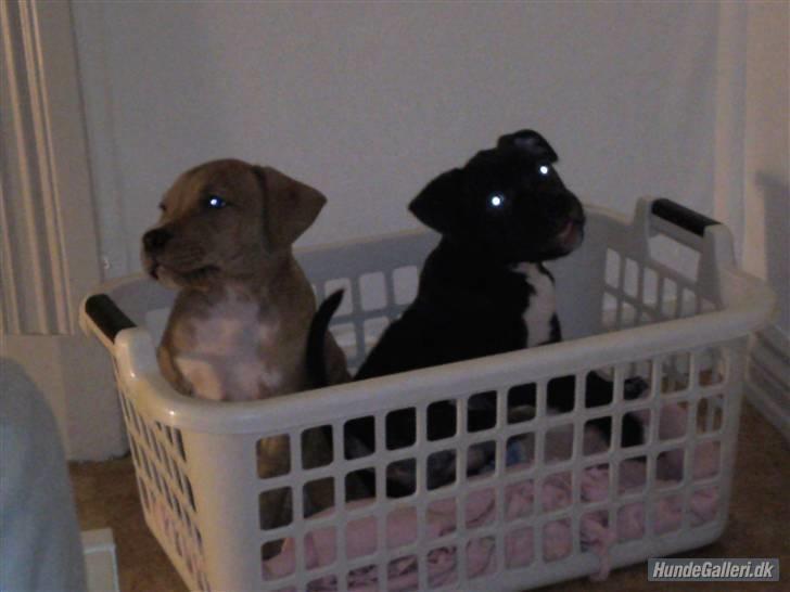 Amerikansk staffordshire terrier Fear Of The Dark  billede 6