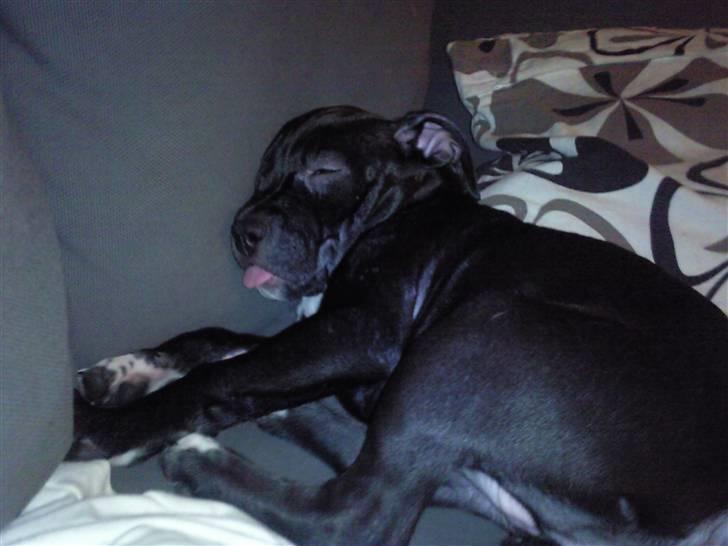 Amerikansk staffordshire terrier Fear Of The Dark  billede 7