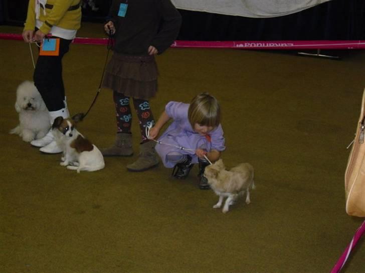 Chihuahua Rødebro´s Mitzi *DKCH - DECH* - Julie og Mitzi ligger lige en plan for hvordan de slår de andre :-) billede 13