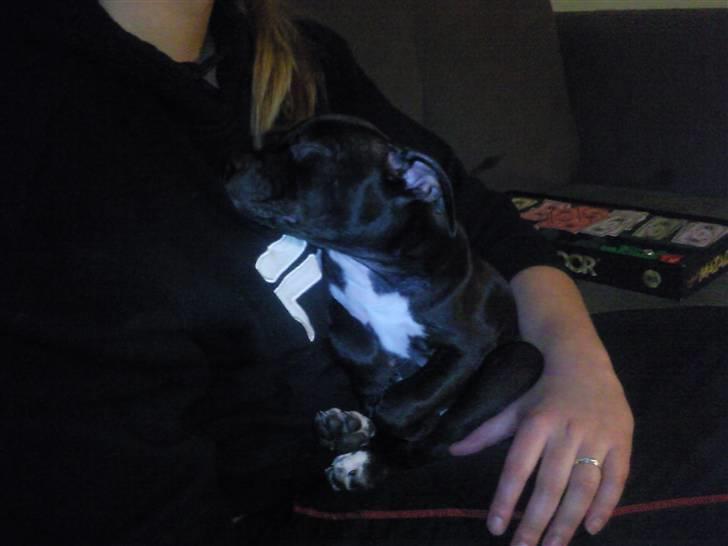 Amerikansk staffordshire terrier Fear Of The Dark  billede 8