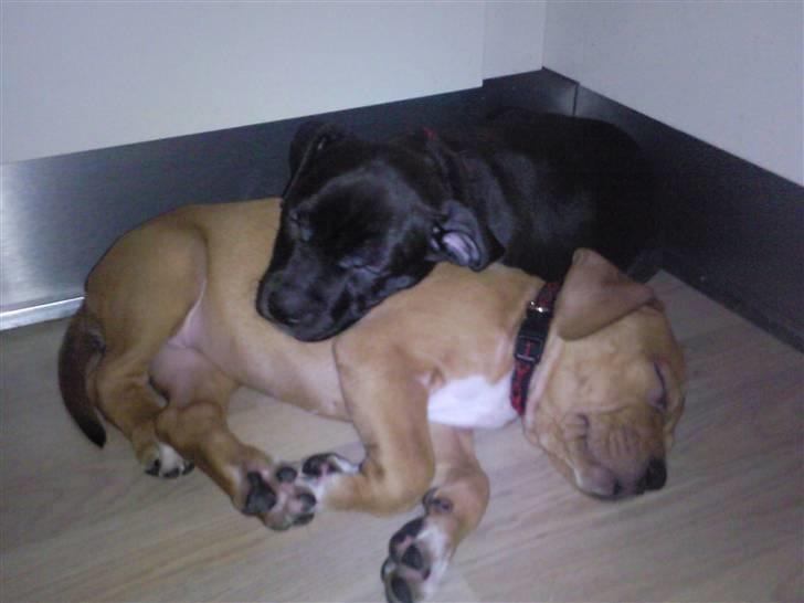 Amerikansk staffordshire terrier Fear Of The Dark  billede 9