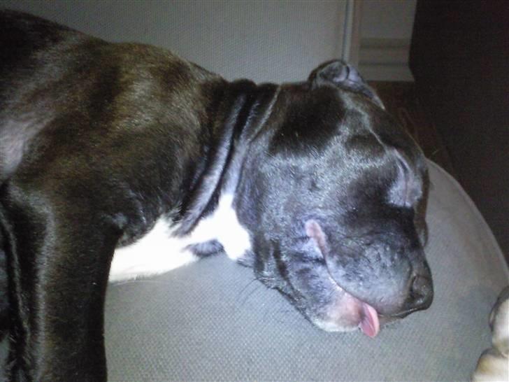 Amerikansk staffordshire terrier Fear Of The Dark  billede 10