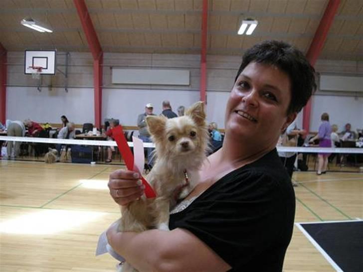 Chihuahua Rødebro´s Mitzi *DKCH - DECH* - Jubiiiii nu er jeg unghunde champion :) billede 14