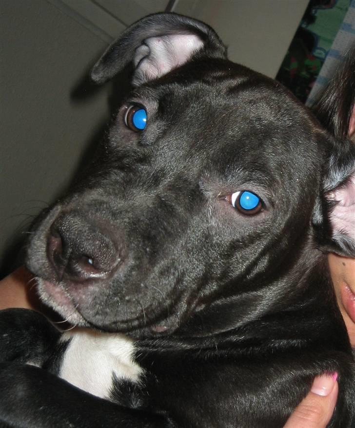 Amerikansk staffordshire terrier Fear Of The Dark  billede 11