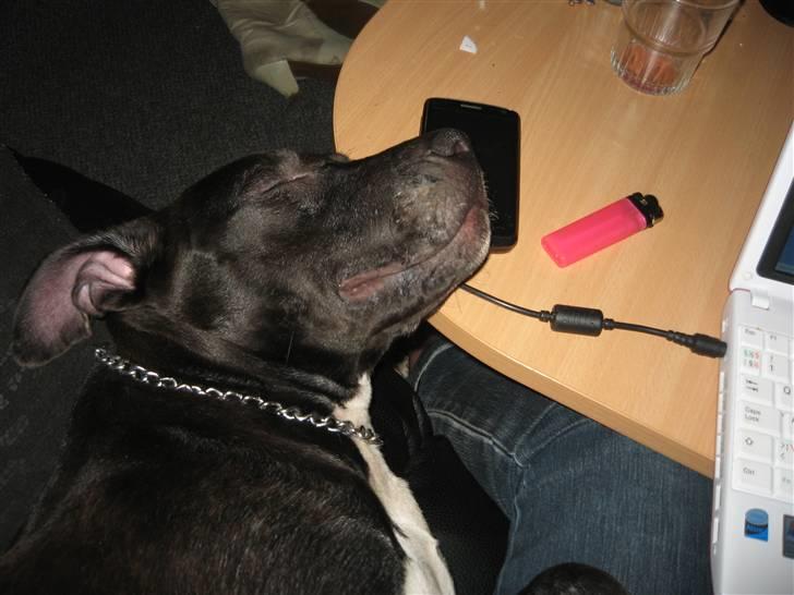 Amerikansk staffordshire terrier Fear Of The Dark  billede 12