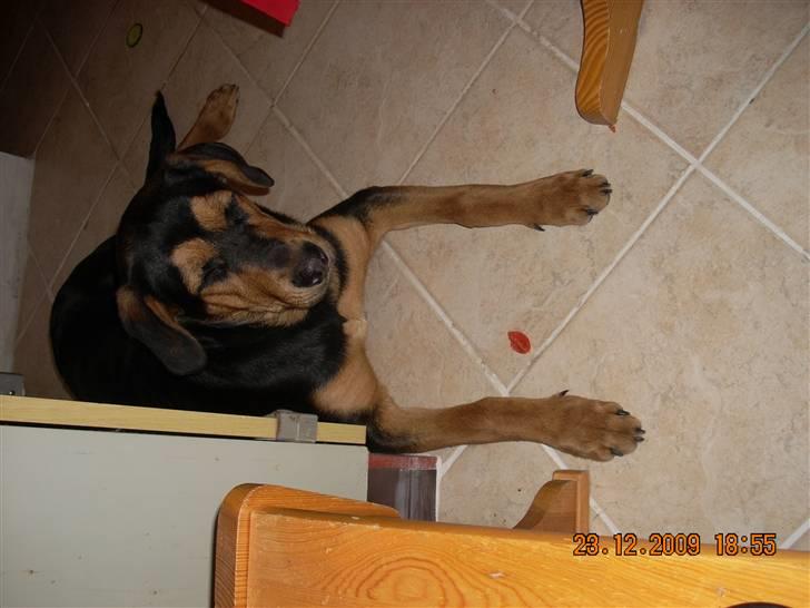 Blanding af racer Nala - her ligger jeg på min mors nye gang :=)  billede 1