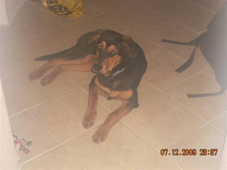 Blanding af racer Nala - ligger lige og slapper af ...  billede 2