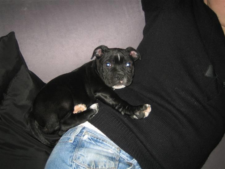 Staffordshire bull terrier Mikko billede 1