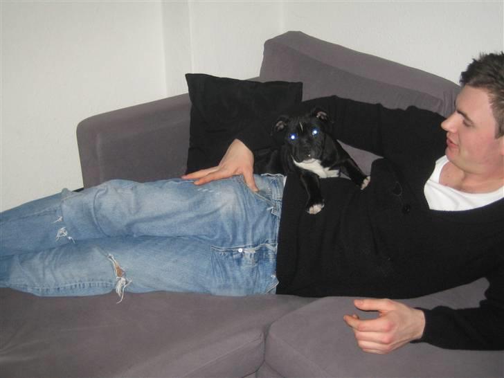 Staffordshire bull terrier Mikko billede 2