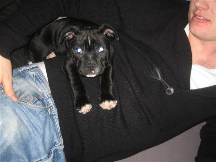 Staffordshire bull terrier Mikko billede 3