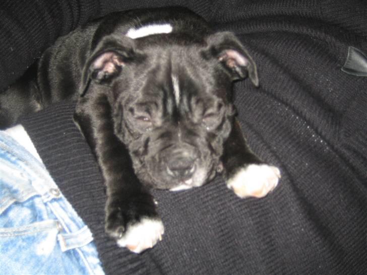 Staffordshire bull terrier Mikko billede 4