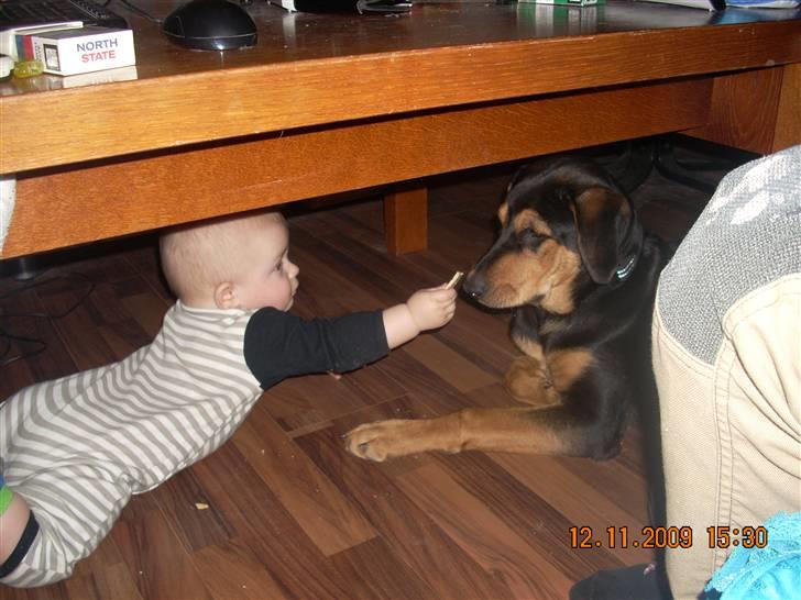 Blanding af racer Nala - ihh han er så sød han gir kiks til mig:=) billede 4