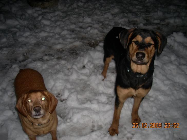 Blanding af racer Nala - her står jeg med min ven mikki som vi passer lige pt.. :) billede 5