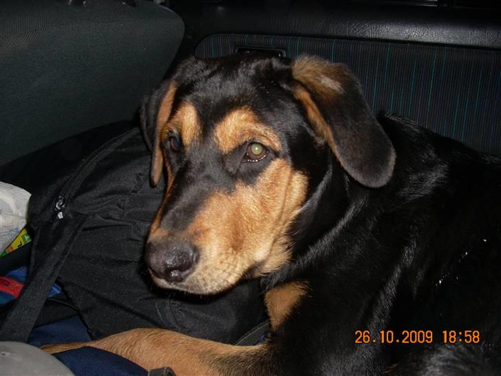 Blanding af racer Nala - så skal vi ud og køre bil :)  billede 6