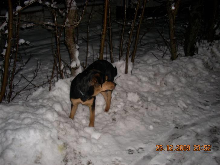 Blanding af racer Nala - uhh jeg står lige og kigger .  billede 7