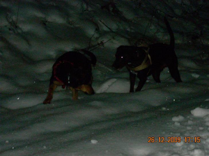 Blanding af racer Nala billede 8