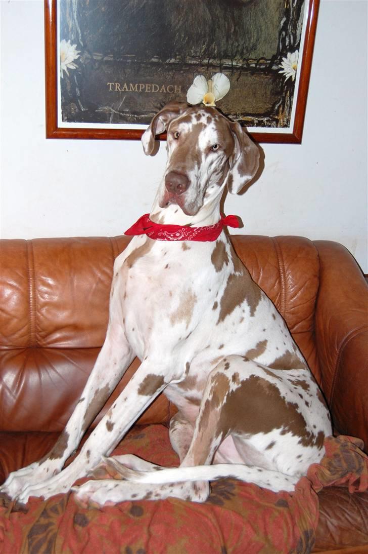 Grand danois Victor Himmelhund :-( (marts 2014) - Januar 2011 billede 18