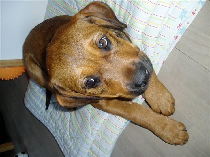 Blanding af racer Neela RIP?? - Neela, 2 måneder gammel :-) billede 1