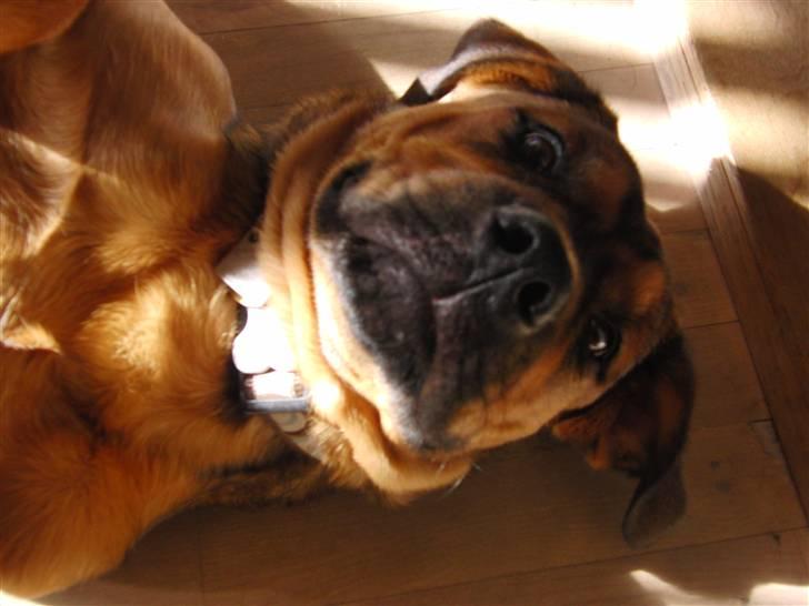 Blanding af racer Neela RIP?? billede 2