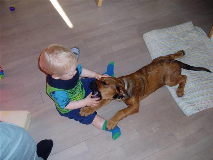 Blanding af racer Neela RIP?? billede 3