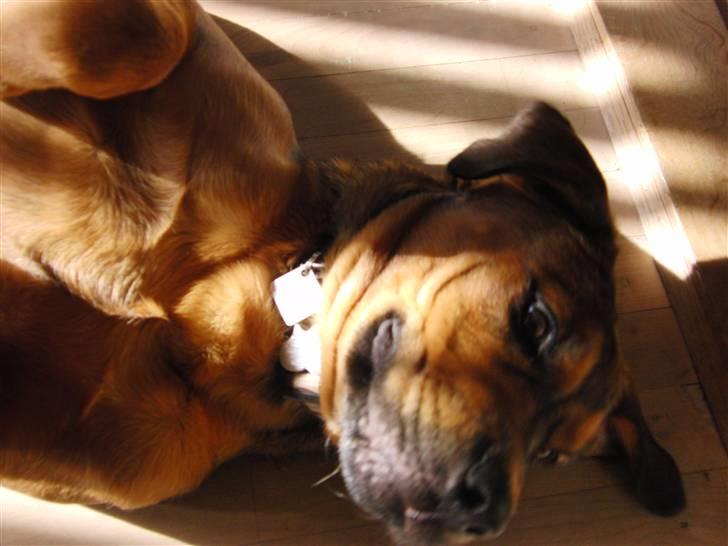 Blanding af racer Neela RIP?? billede 5