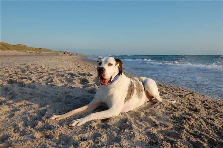 Grand danois Mona himmelhund - sommerferie i jylland 2009 billede 17