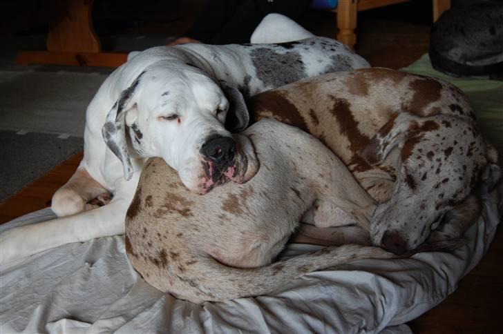 Grand danois Mona himmelhund - tid til en hyggelur sommeren 2009 billede 18