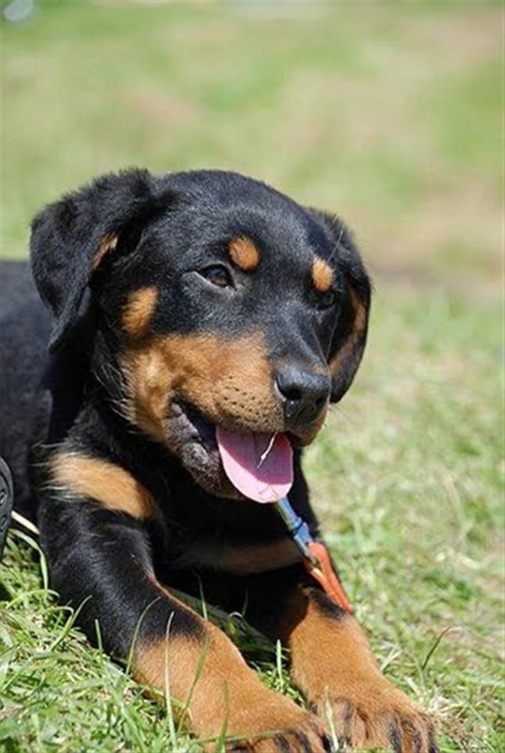 Blanding af racer Bølle billede 1