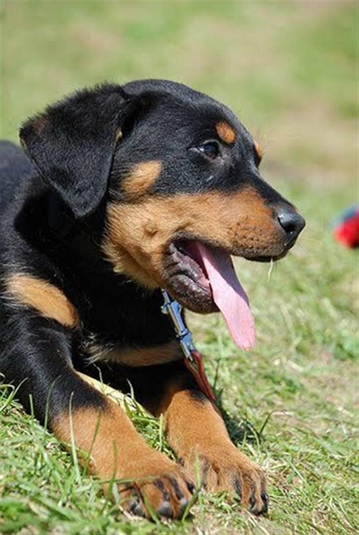 Blanding af racer Bølle billede 2