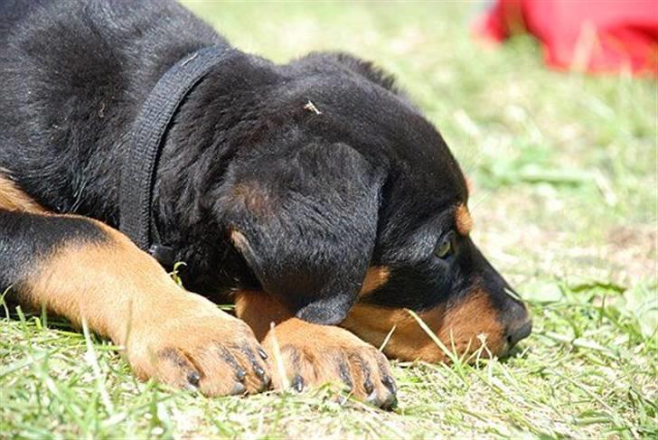 Blanding af racer Bølle billede 3