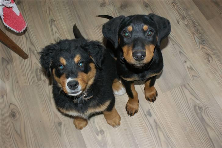 Blanding af racer Bølle billede 4