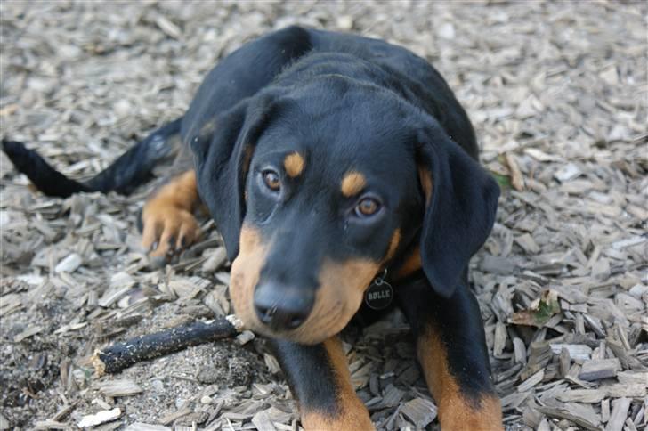 Blanding af racer Bølle billede 5