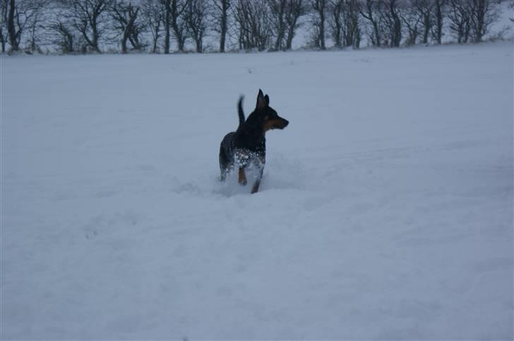 Blanding af racer Bølle billede 7