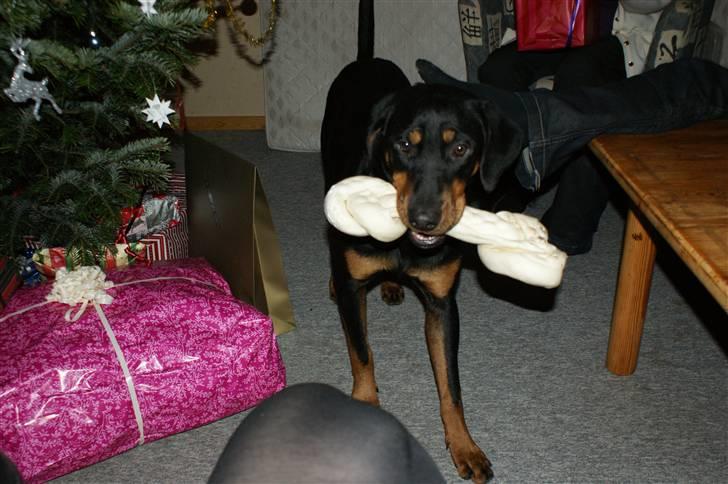 Blanding af racer Bølle billede 8