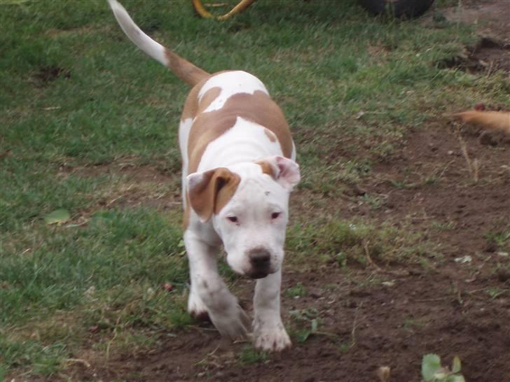 Amerikansk staffordshire terrier god dreng billede 1