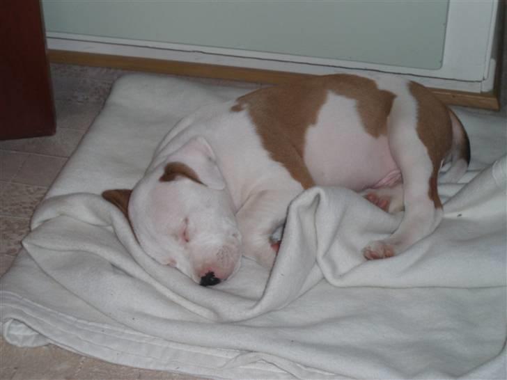 Amerikansk staffordshire terrier god dreng billede 2